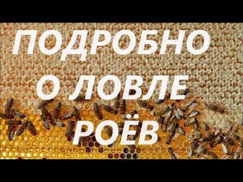 Видео: Как поймать рой пчел в лесу. Рассказываю подробно. | НАЕДИНЕ С ПРИРОДОЙ