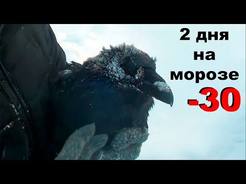 Видео: Раненый ворон провел два дня на сильном морозе