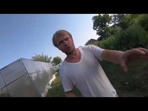 Видео: ПРИРОДНОЕ ЗЕМЛЕДЕЛИЕ В ПРОМЫШЛЕННЫХ МАСШТАБАХ. РЕАЛЬНЫЙ ОПЫТ НА ПРИМЕРЕ РЕМОНТАНТНОГО СОРТА МАЛИНЫ.