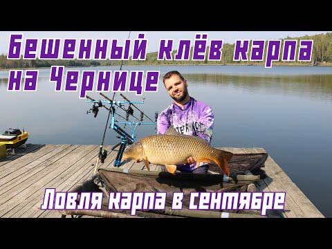 Видео: Ловля карпа в сентябре. Водоем Черница удивляет. Сумасшедший клев карпа.