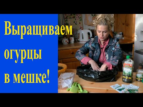 Видео: Сажаем огурцы в мешке