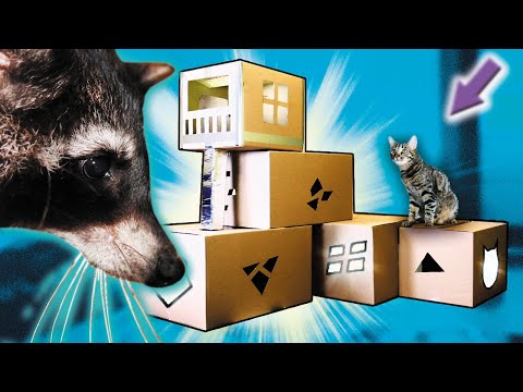 Видео: Реакция енота ХАЙПА и кота ШТИРЛИЦА на ДОМИК из КАРТОННЫХ КОРОБОК