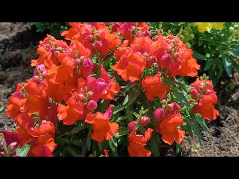 Видео: Начало июля. Цветение клумб. Львиный зев покорил красотой.