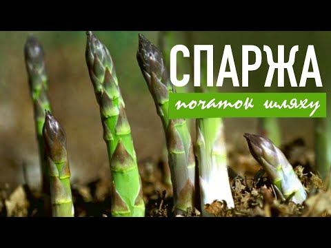 Видео: Спаржа, як вирощувати ?