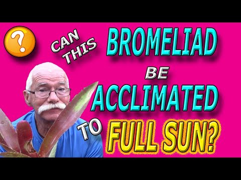 Видео: Могут ли бромелиевые растения адаптироваться к полному солнцу?