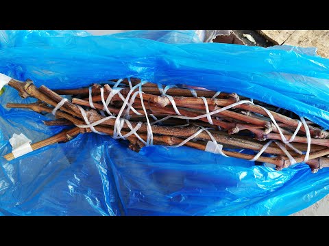 Видео: № 325   Лозови калеми запазени  в хладилник. Проверка и съхранение - 25.03.2021 г.