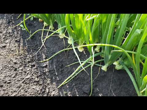 Видео: обзор лука. 15 июля. Прошу прощение за качество съемки.