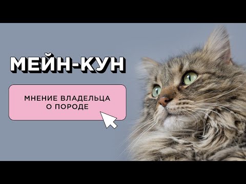 Видео: МЕЙН-КУН САМАЯ ЛУЧШАЯ КОШКА? МНЕНИЕ ВЛАДЕЛЬЦА О ПОРОДЕ