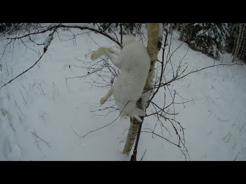 Видео: Удачная охота на зайца (профессора) с РПГ и ИЖ-18