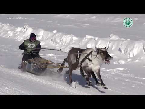 Видео: Специальный репортаж. День оленевода в селе Оленёк