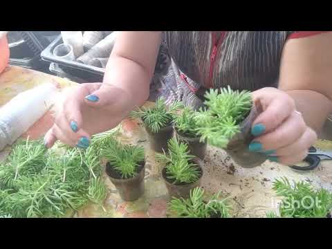 Видео: очитки, седумы. (дубль 1) размножение.