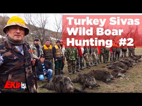 Видео: Wild Boar Hunting Turkey Sivas 2 Team Work охота на кабана صيد الخنازير البرية