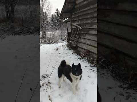 Видео: Пробил буранку до избушки на лесной таёжной речке, насторожил ещё несколько капканов на куницу. 