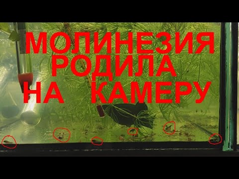 Видео: МОЛИНЕЗИЯ родила первая.
