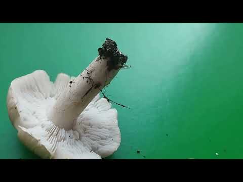 Видео: ВЕДЬМИН КРУГ рядовок Серебристых (?) Tricholoma argyraceum