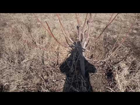 Видео: Гиласты бутоодогу каталар
