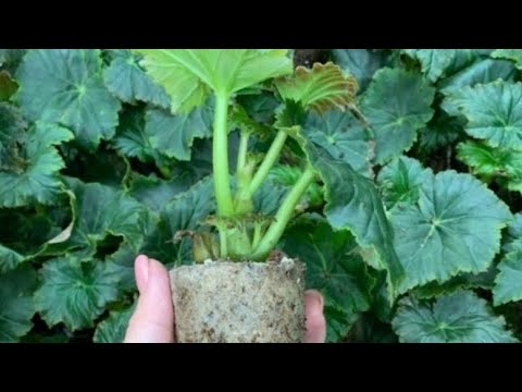 Видео: Условия для выращивания бегонии ЭЛАТИОР, часть первая ПОЛИВ и КАЧЕСТВО воды