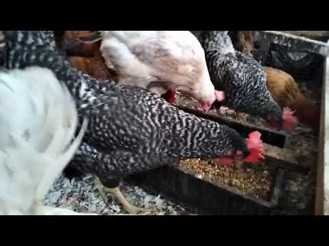 Видео: 3 ноября 2025 г.