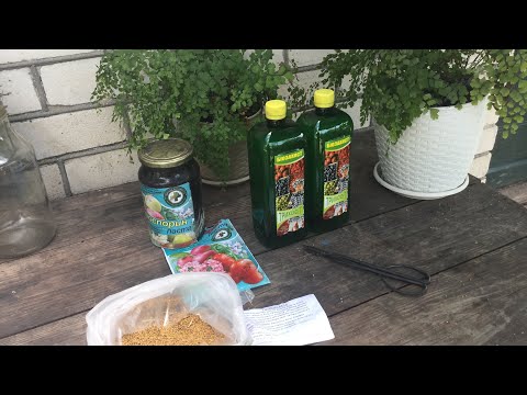 Видео: Фітофтороз помідорів / ВИРОЩУВАННЯ ПОМІДОРІВ.