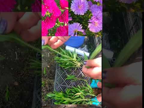 Видео: Черенкование новобельгийской астры.
