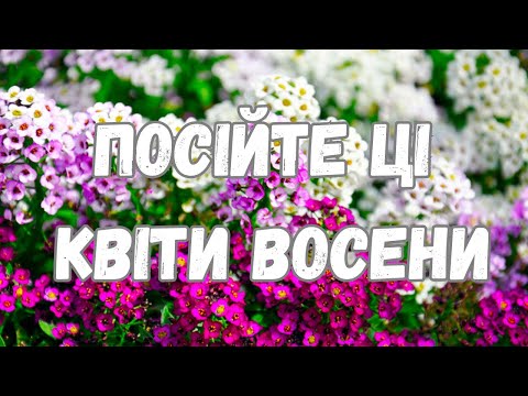 Видео: ПОСІЙТЕ ЦІ КВІТИ ПІД ЗИМУ