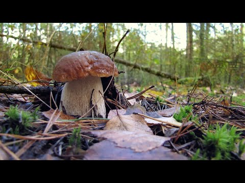 Видео: ГРИБНОЙ РАЙ!ПОШЕЛ В ЛЕС С ЖЕНОЙ!КАРЕЛИЯ ГРИБЫ 2023!