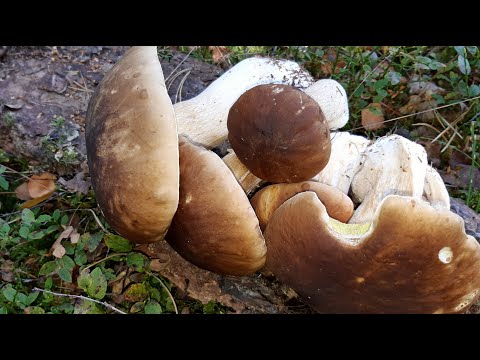 Видео: Поляны белых грибов ещё можной найти.