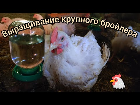 Видео: Как вырастить крупного бройлера?