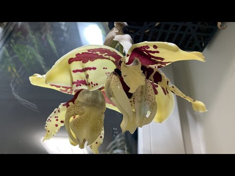 Видео: Цветение орхидеи стангопея (stanhopea tigrina)
