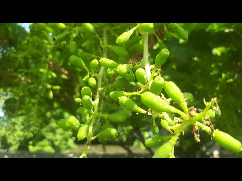 Видео: УЗУМ МЕВАСИНИ. ЧИРИШДАН КАСАЛДАН САКЛАШ