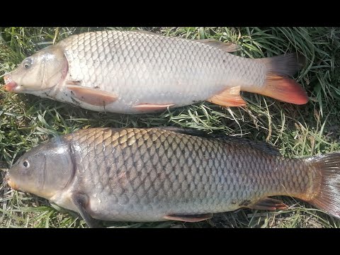 Видео: ВОТ ЭТО КАБАНЧИКИ