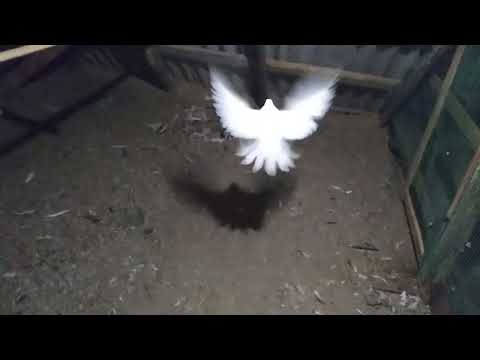 Видео: Паровка