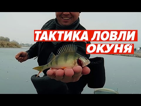Видео: Тактика ловли окуня. Рыбалка со льда.