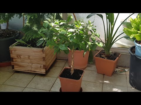 Видео: Ошибки и Пересадка:Гардения-Камелия-Азалия🤔