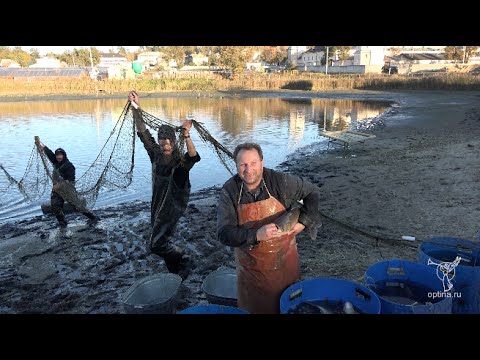 Видео: Облов рыбы на подсобном хозяйстве Оптиной пустыни