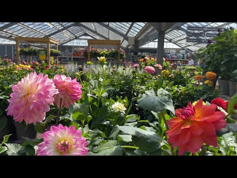 Видео: Георгины! Интересные Сорта с Названиями! Dahlia Varieties London!