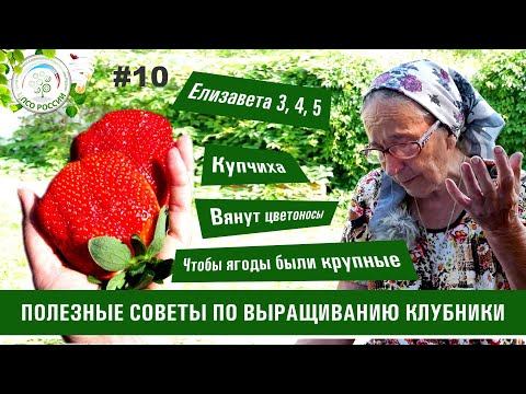 Видео: Клубника. Советы по уходу за клубникой. Ответы на вопросы по выращиванию клубники #10