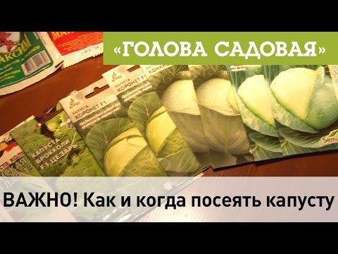 Видео: Голова садовая - ВАЖНО! Как и когда посеять капусту