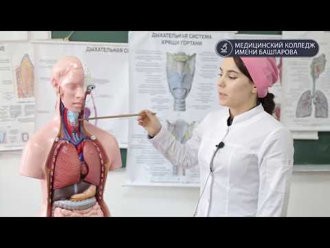 Видео: Дыхательная система человека.