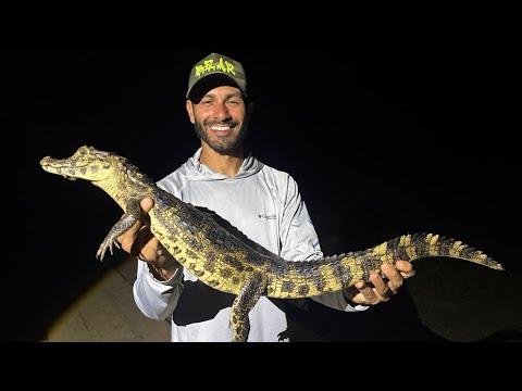 Видео: Глубоко в Пантанале: ловля дикой природы и ягуаров!