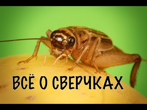 Видео: ДОМОВЫЕ СВЕРЧКИ. СОДЕРЖАНИЕ. КОРМЛЕНИЕ. РАЗВЕДЕНИЕ. ЗАМОРОЗКА.
