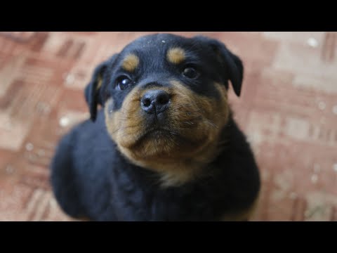 Видео: Как выбрать щенка ротвейлера