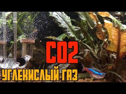 Видео: СО2 для аквариума |Углекислый газ для аквариума | Почему плохо растут растения в аквариуме