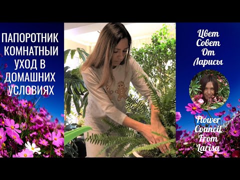 Видео: ПАПОРОТНИК КОМНАТНЫЙ УХОД В ДОМАШНИХ УСЛОВИЯХ 4К