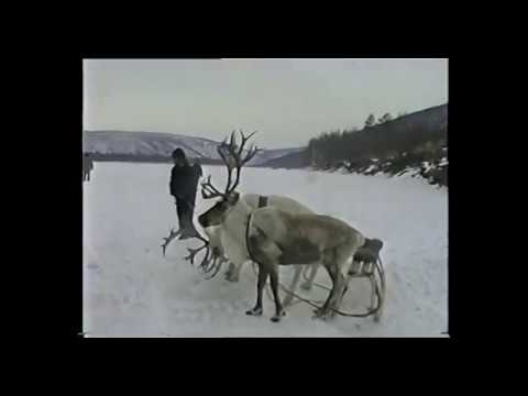 Видео: день оленевода Усть-Нюкжа