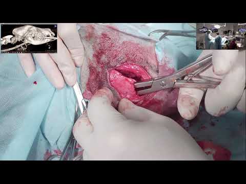 Видео: перелом скуловая кость не открывается рот у щенка овчарки