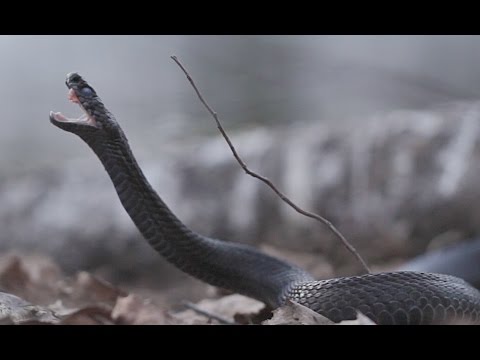 Видео: Легендарная змея. Гадюка обыкновенная