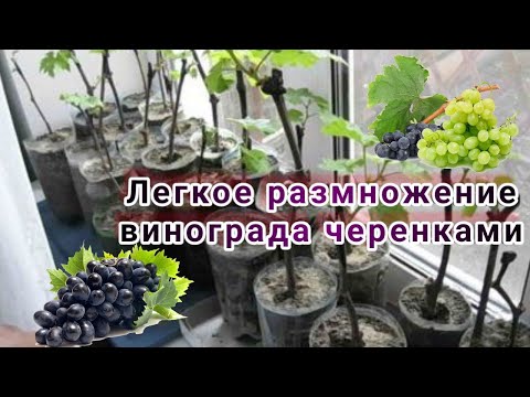 Видео: 100% СУПЕР СПОСОБ УКОРЕНЕНИЯ  ЧЕРЕНКОВ ВИНОГРАДА.Легкое размножение винограда черенками