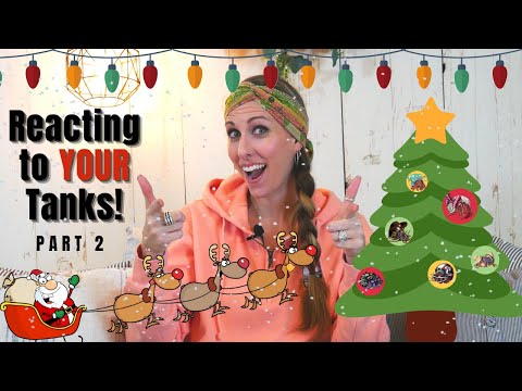 Видео: Реакция на ваши аквариумы с раками-отшельниками! Часть вторая