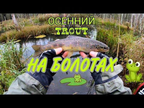 Видео: Форель на болотах. Осень 2025.